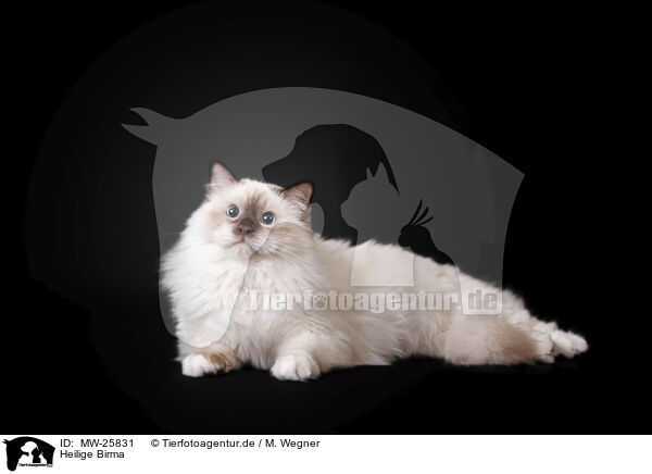 Heilige Birma / Sacred Birman / MW-25831