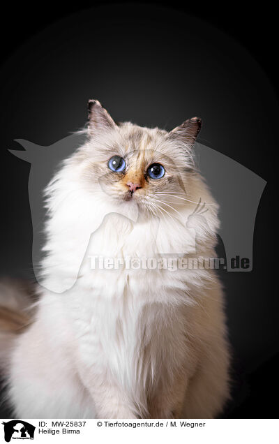 Heilige Birma / Sacred Birman / MW-25837