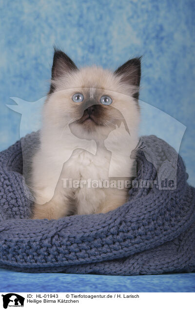 Heilige Birma Ktzchen / Sacred Birman Kitten / HL-01943