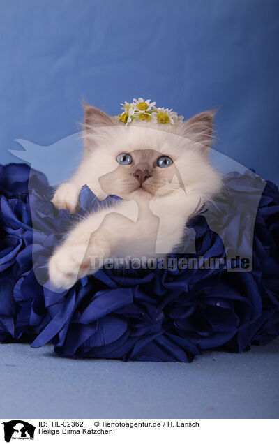 Heilige Birma Ktzchen / Sacred Birman Kitten / HL-02362