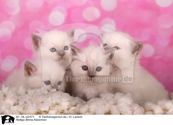 Heilige Birma Ktzchen / Sacred Birman Kitten / HL-02471