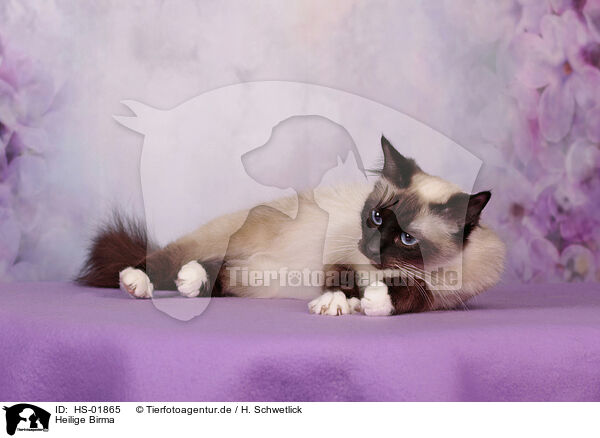 Heilige Birma / Sacred Birman / HS-01865