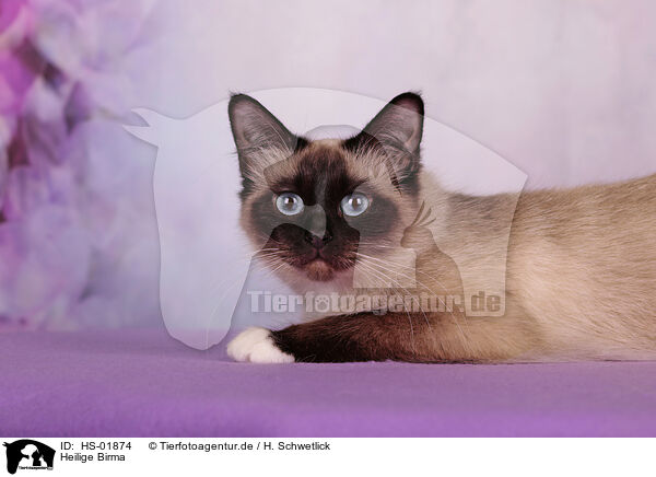 Heilige Birma / Sacred Birman / HS-01874