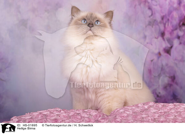 Heilige Birma / Sacred Birman / HS-01895