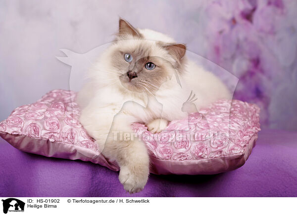 Heilige Birma / Sacred Birman / HS-01902