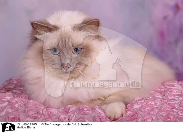 Heilige Birma / Sacred Birman / HS-01905