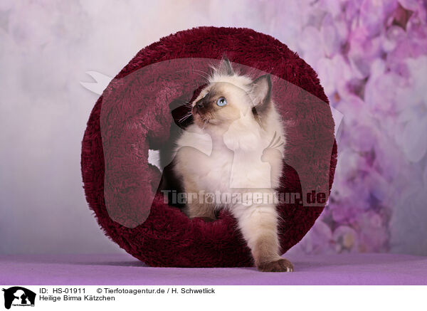 Heilige Birma Ktzchen / Sacred Birman Kitten / HS-01911