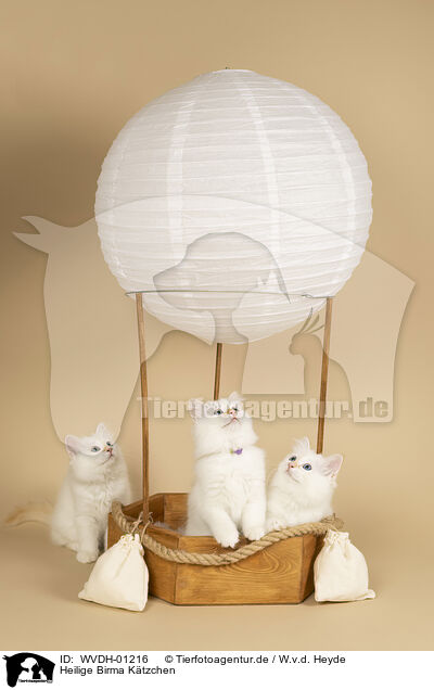 Heilige Birma Ktzchen / Sacred Birman Kitten / WVDH-01216