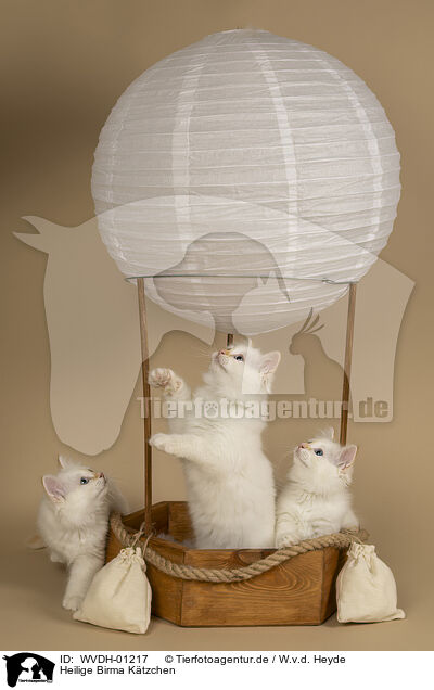 Heilige Birma Ktzchen / Sacred Birman Kitten / WVDH-01217