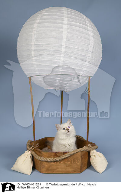 Heilige Birma Ktzchen / WVDH-01234