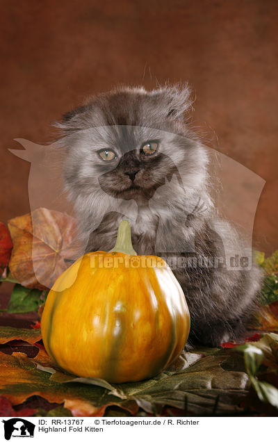 Highland Fold Kitten / Highland Fold Kitten / RR-13767