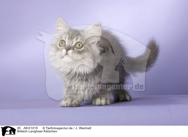 Britisch Langhaar Ktzchen / British Longhair Kitten / JW-01015