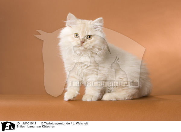 Britisch Langhaar Ktzchen / British Longhair Kitten / JW-01017