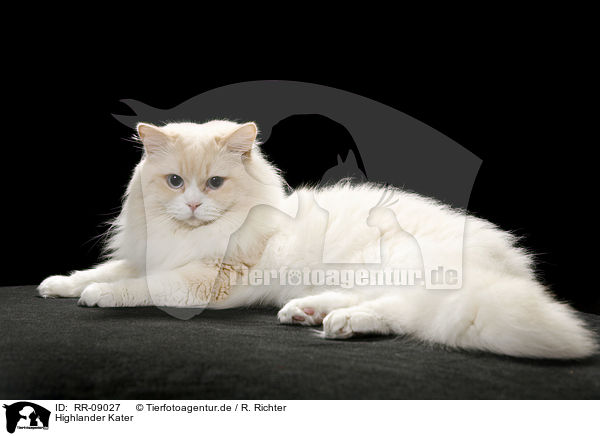 Highlander Kater / Britanica Tomcat / RR-09027