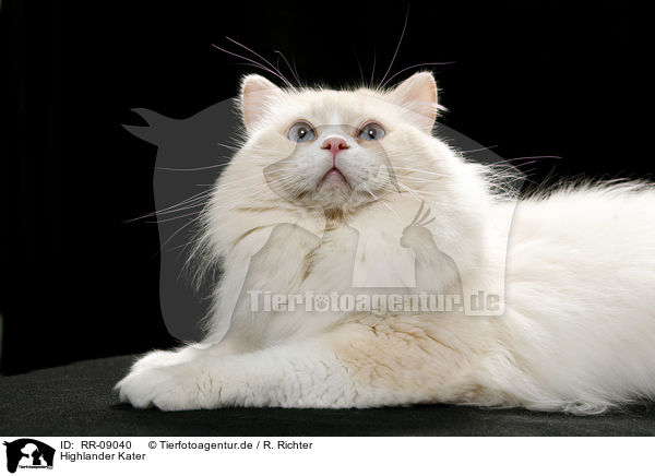 Highlander Kater / Britanica Tomcat / RR-09040