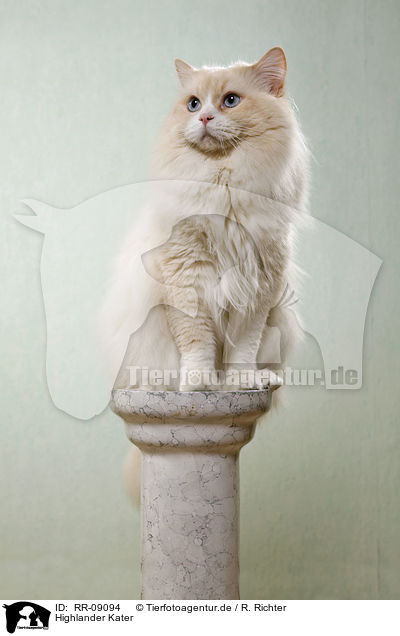 Highlander Kater / Britanica Tomcat / RR-09094