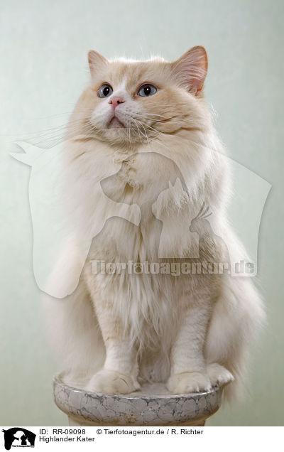 Highlander Kater / Britanica Tomcat / RR-09098