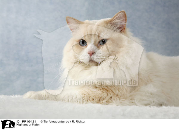 Highlander Kater / Britanica Tomcat / RR-09121