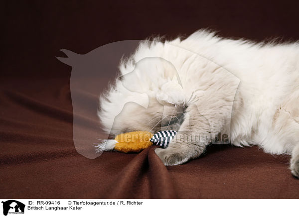 Britisch Langhaar Kater / Britanica Tomcat / RR-09416