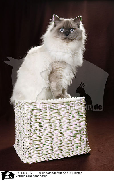 Britisch Langhaar Kater / Britanica Tomcat / RR-09428