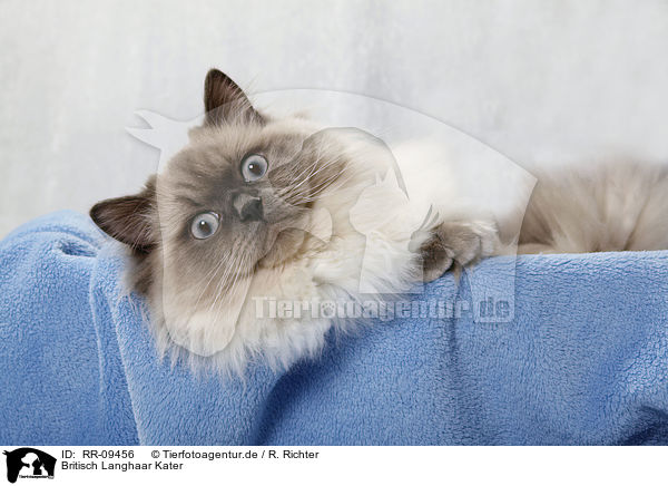 Britisch Langhaar Kater / RR-09456