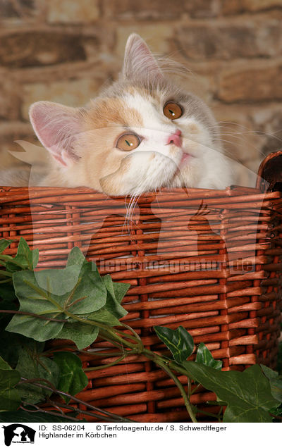 Highlander im Krbchen / Highlander in basket / SS-06204