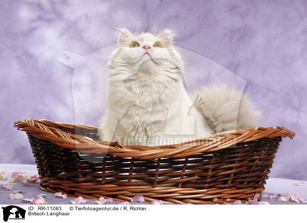 Britisch Langhaar / Highlander / RR-11083