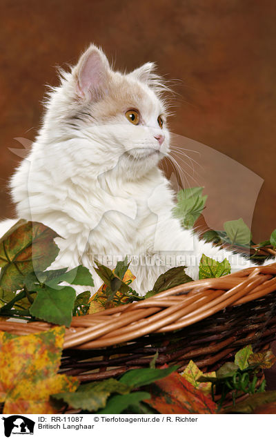 Britisch Langhaar / Highlander / RR-11087