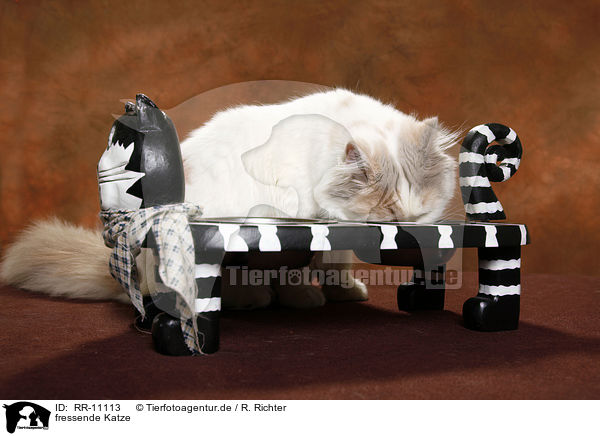 fressende Katze / eating cat / RR-11113