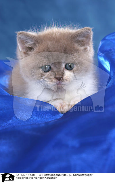niediches Highlander Ktzchen / cute Highland Kitten / SS-11738