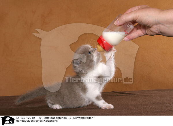 Handaufzucht eines Ktzchens / feeding a kitten / SS-12019