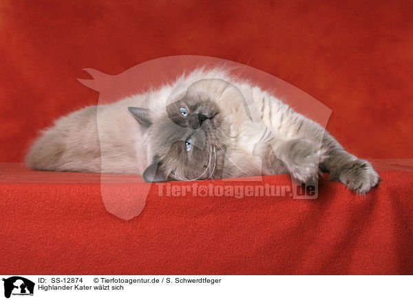 Highlander Kater w�lzt sich / rolling Highlander tomcat / SS-12874