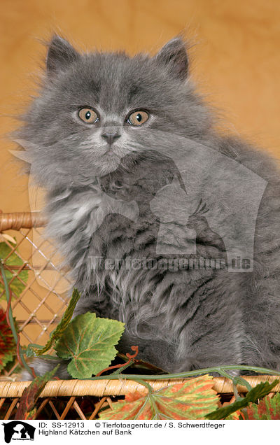 Highland Ktzchen auf Bank / Highland kitten on bench / SS-12913