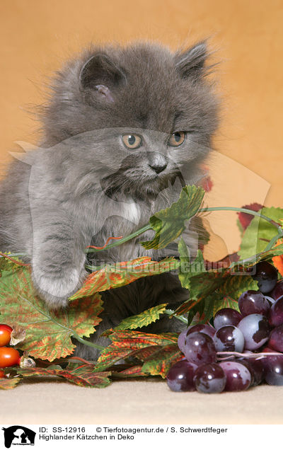 Highlander Ktzchen in Deko / Highlander kitten in decoration / SS-12916