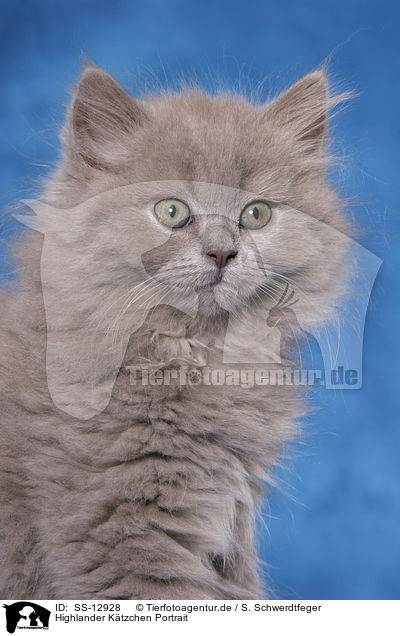 Highlander Ktzchen Portrait / Highlander kitten Portrait / SS-12928