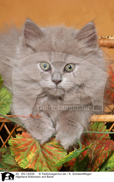 Highland Ktzchen auf Bank / Highland kitten on bench / SS-12938