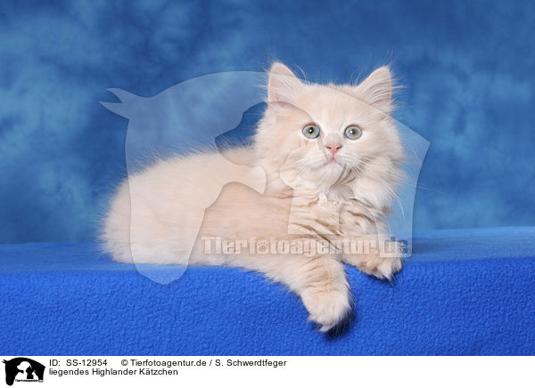 liegendes Highlander Ktzchen / lying Highlander kitten / SS-12954