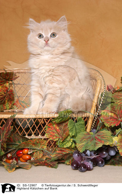 Highland Ktzchen auf Bank / Highland kitten on bench / SS-12967