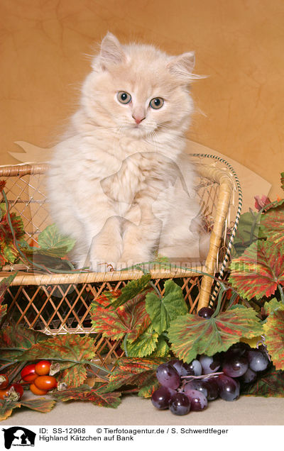 Highland Ktzchen auf Bank / Highland kitten on bench / SS-12968