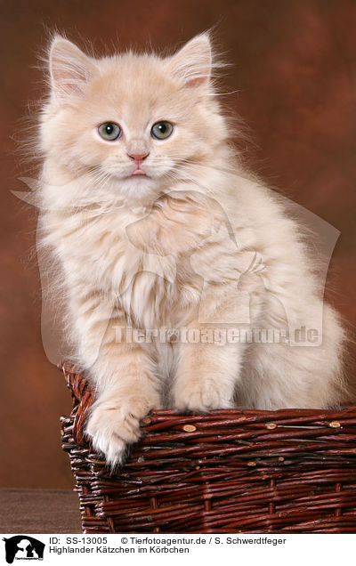 Highlander Ktzchen im Krbchen / Highlander Kitten in basket / SS-13005