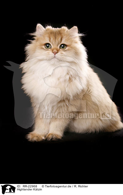 Highlander Ktzin / Highlander she-cat / RR-22968