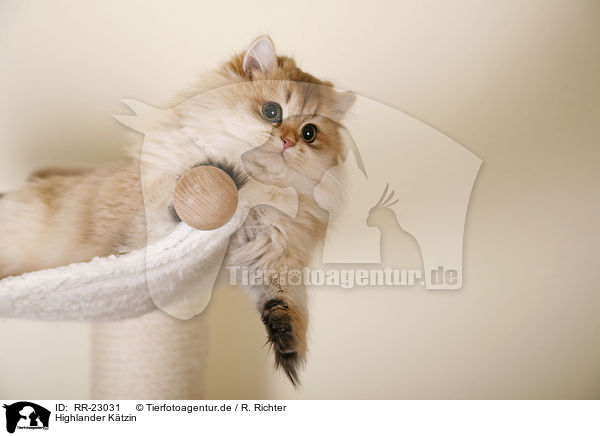 Highlander Ktzin / Highlander she-cat / RR-23031
