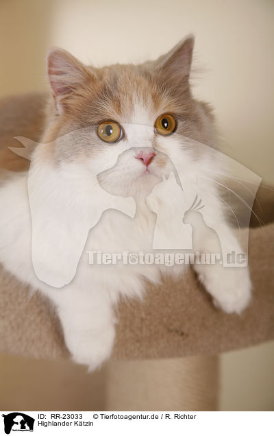 Highlander Ktzin / Highlander she-cat / RR-23033