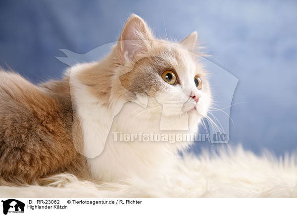 Highlander Ktzin / Highlander she-cat / RR-23062