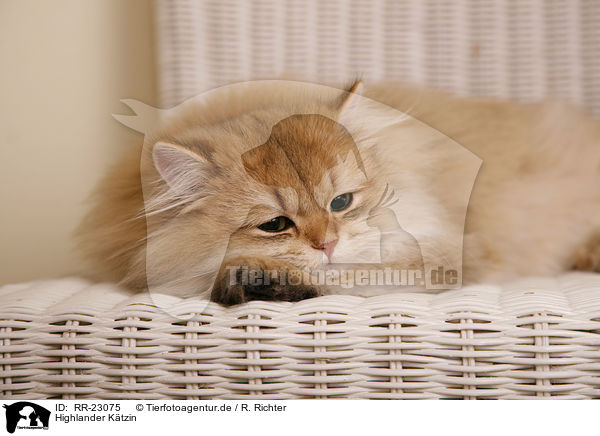 Highlander Ktzin / Highlander she-cat / RR-23075