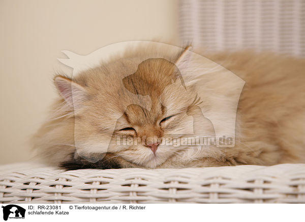 schlafende Katze / RR-23081