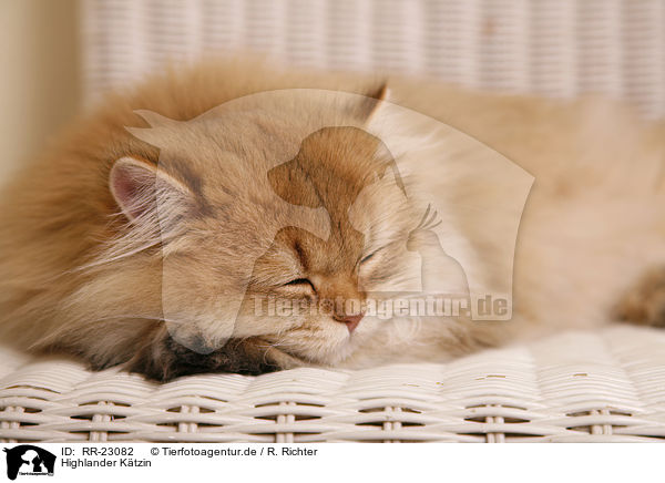 Highlander Ktzin / Highlander she-cat / RR-23082