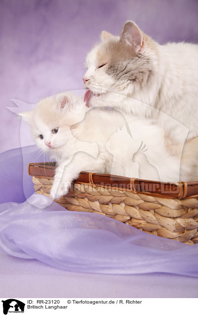 Britisch Langhaar / Highlander / RR-23120