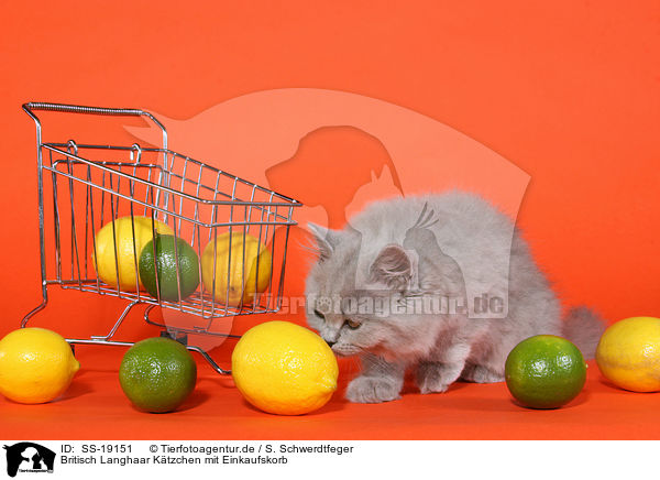 Britisch Langhaar Ktzchen mit Einkaufskorb / Highlander Kitten with shopper basket / SS-19151