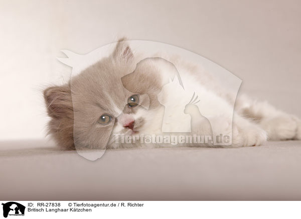 Britisch Langhaar Ktzchen / Highlander Kitten / RR-27838
